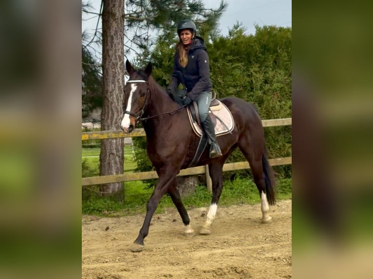 Purosangue irlandese Castrone 8 Anni 165 cm Baio scuro in Bornem