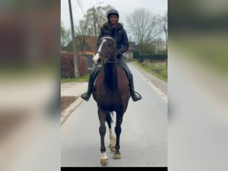 Purosangue irlandese Castrone 8 Anni 165 cm Baio scuro in Bornem