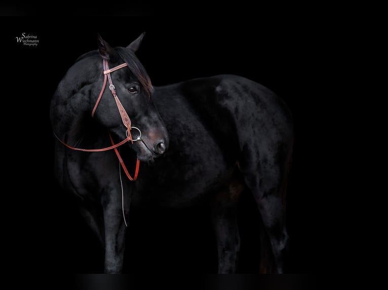 Purosangue irlandese Castrone 8 Anni 165 cm Morello in Neu Poserin