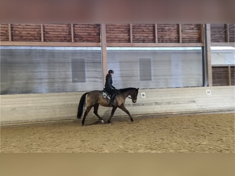 Purosangue irlandese Castrone 8 Anni 167 cm Baio in Stadl-Paura