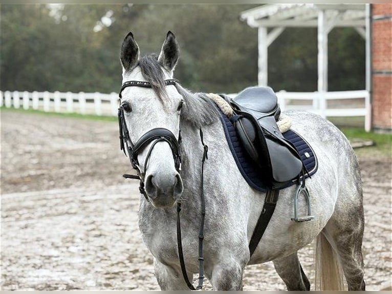 Purosangue irlandese Castrone 8 Anni 167 cm Grigio in Verden (Aller)