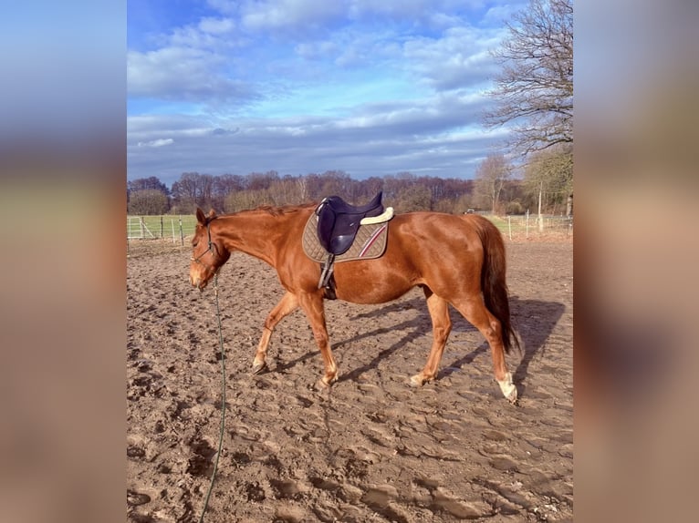 Purosangue irlandese Castrone 9 Anni 165 cm Sauro in Hollenstedt