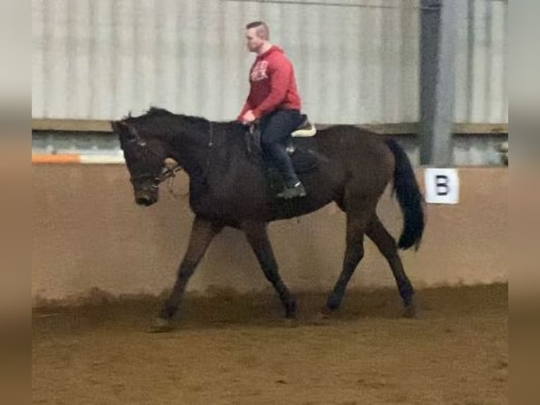 Purosangue irlandese Castrone 9 Anni 168 cm Baio in Elze