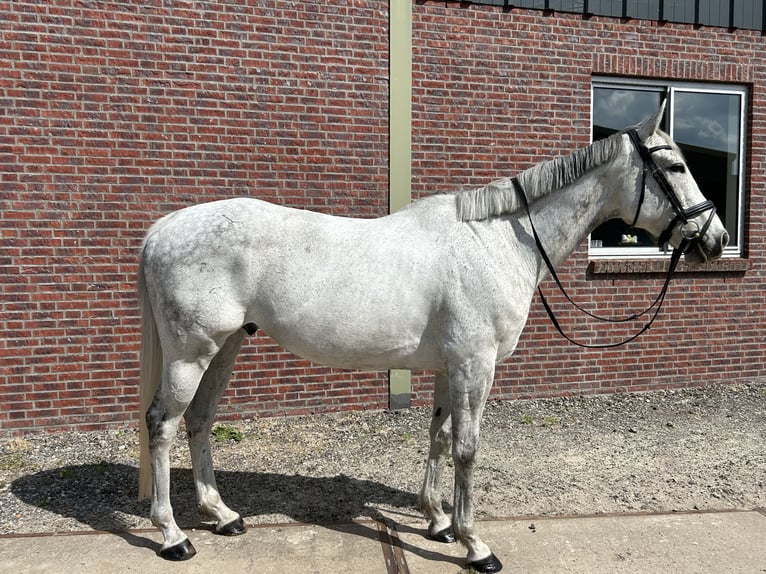 Purosangue irlandese Castrone 9 Anni 168 cm Grigio trotinato in Oudenbosch