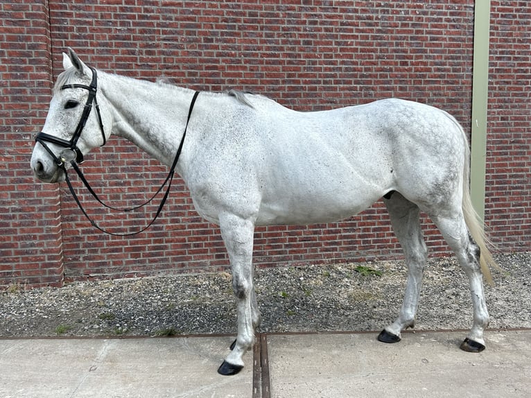 Purosangue irlandese Castrone 9 Anni 168 cm Grigio trotinato in Oudenbosch