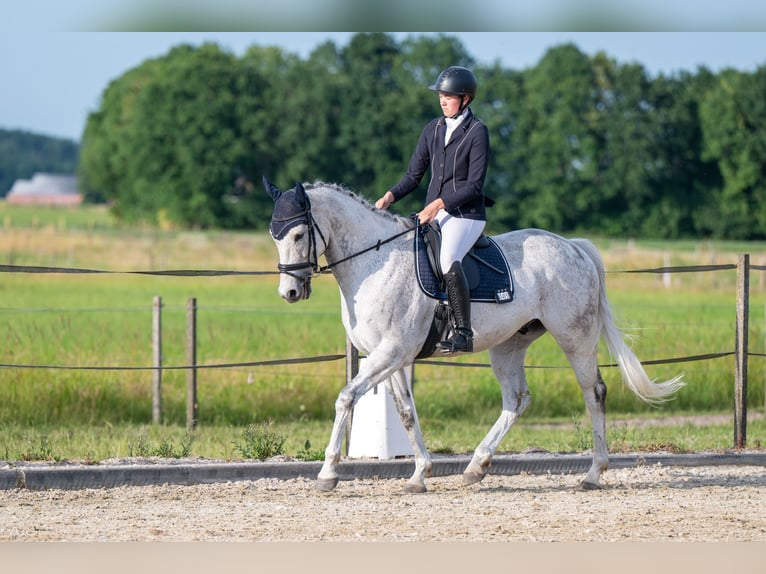 Purosangue irlandese Castrone 9 Anni 168 cm Grigio trotinato in Oudenbosch
