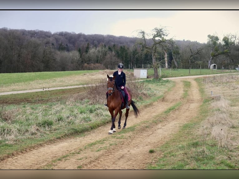 Purosangue irlandese Mix Giumenta 10 Anni 155 cm Baio in Septfontaine