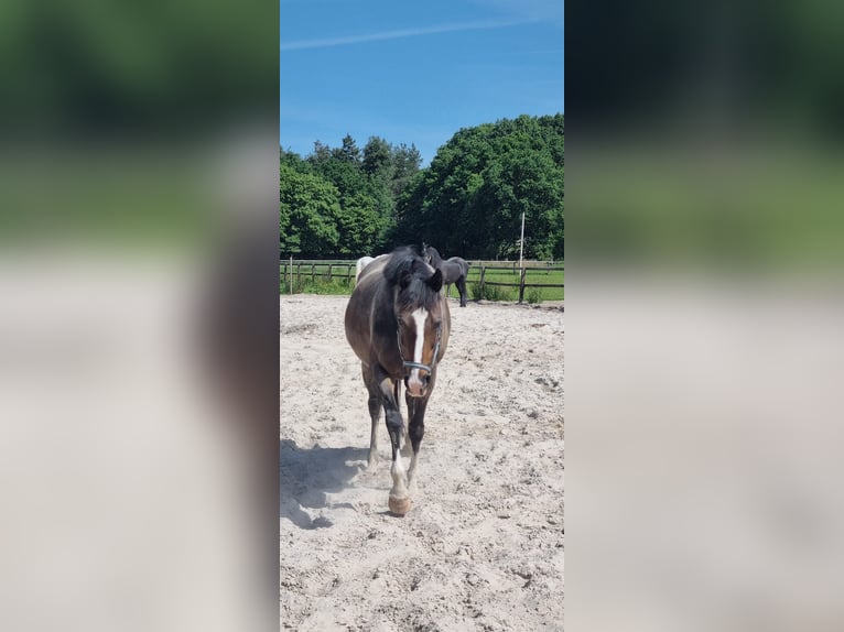 Purosangue irlandese Giumenta 10 Anni 160 cm Baio in Loon op Zand