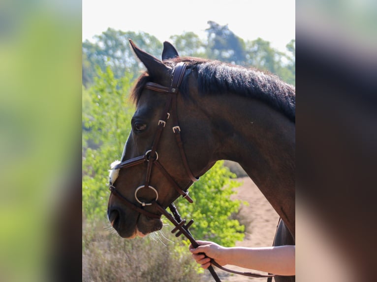 Purosangue irlandese Giumenta 10 Anni 160 cm Baio in Loon op Zand