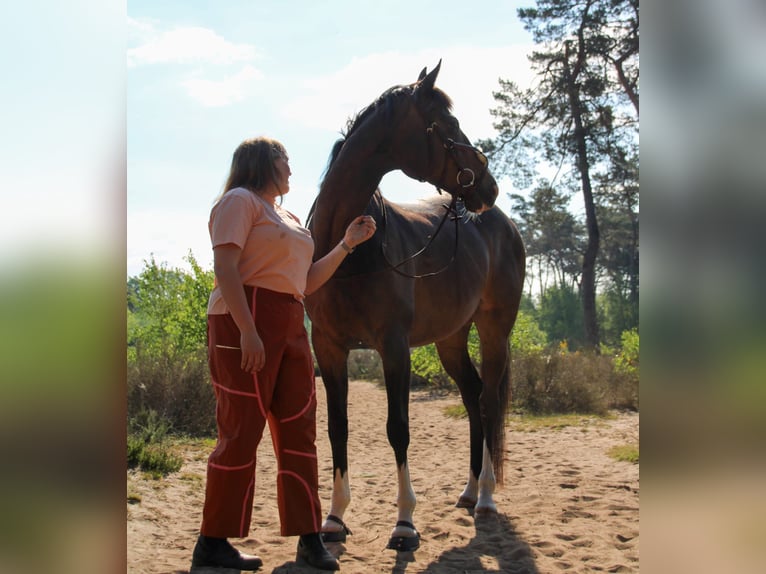 Purosangue irlandese Giumenta 10 Anni 160 cm Baio in Loon op Zand