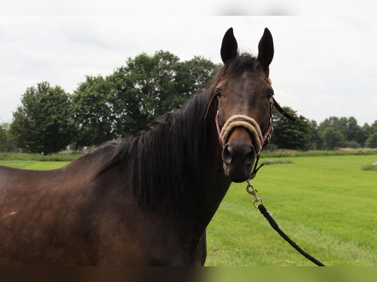 Purosangue irlandese Giumenta 10 Anni 163 cm Baio scuro in Laar