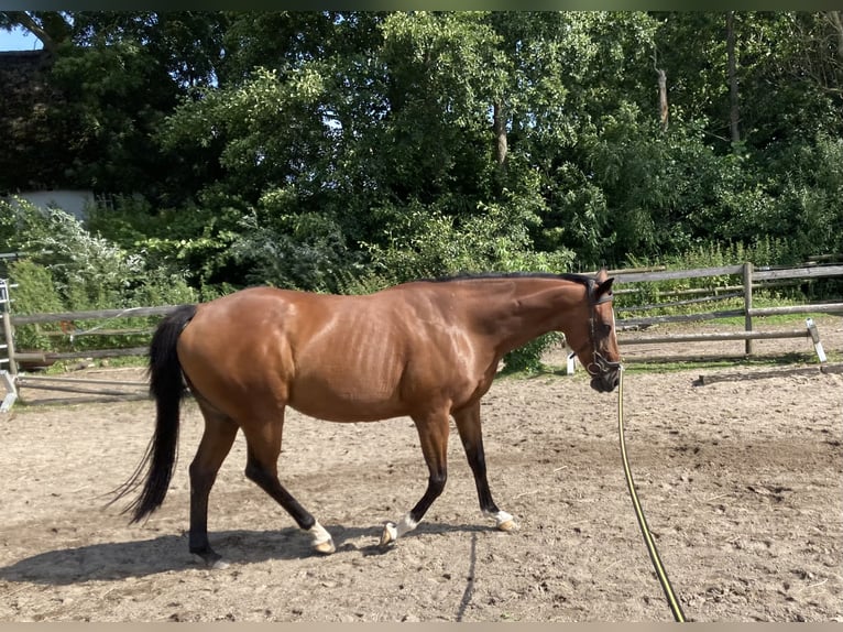 Purosangue irlandese Giumenta 11 Anni 158 cm Baio scuro in Oldenswort