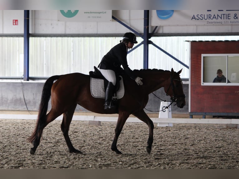 Purosangue irlandese Giumenta 11 Anni 163 cm Baio in KatwijK