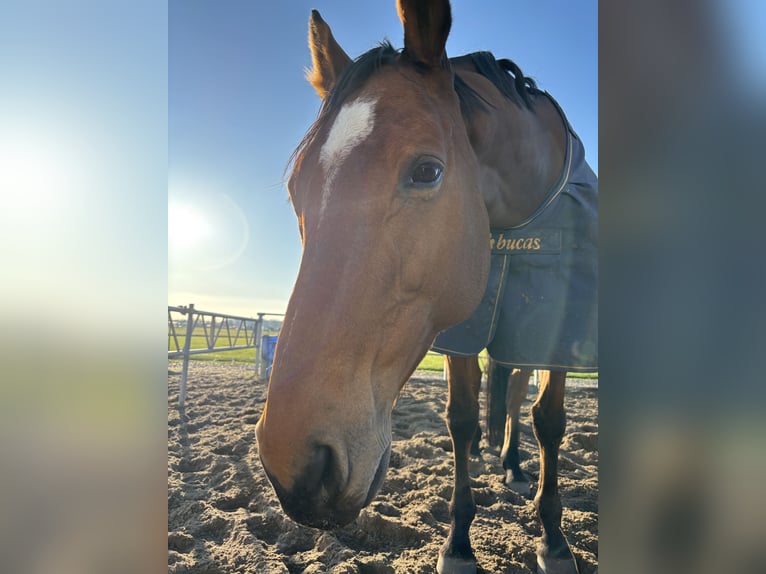 Purosangue irlandese Giumenta 11 Anni 163 cm Baio in KatwijK