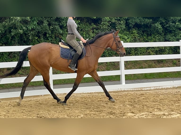 Purosangue irlandese Giumenta 11 Anni 167 cm Baio in Morsbach