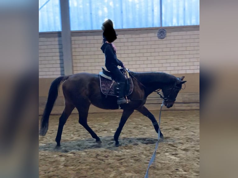 Purosangue irlandese Giumenta 11 Anni 168 cm Baio in Rhede