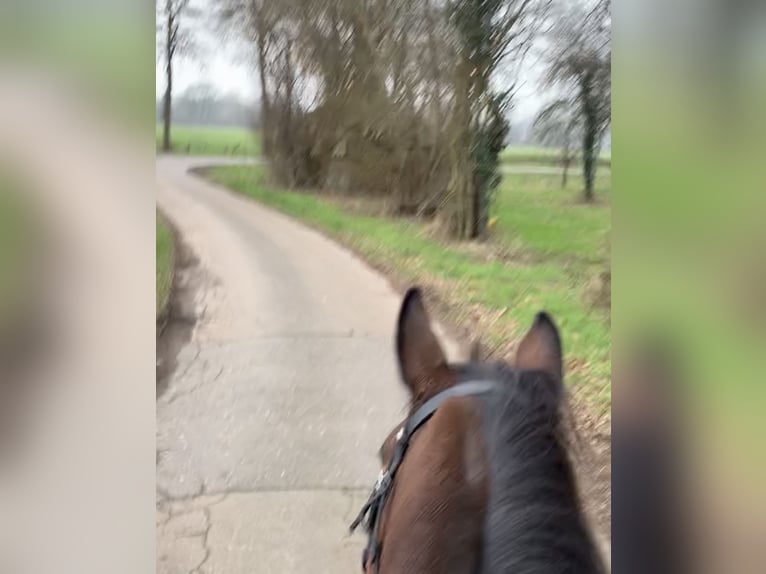 Purosangue irlandese Giumenta 11 Anni 168 cm Baio in Rhede