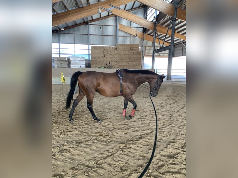 Purosangue irlandese Giumenta 11 Anni 168 cm Baio in Rhede