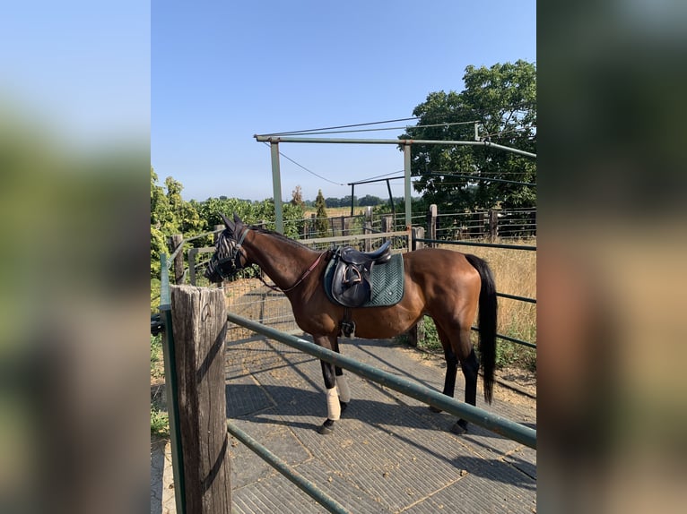 Purosangue irlandese Giumenta 11 Anni 168 cm Baio in Rhede