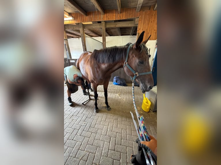 Purosangue irlandese Giumenta 11 Anni 168 cm Baio in Rhede