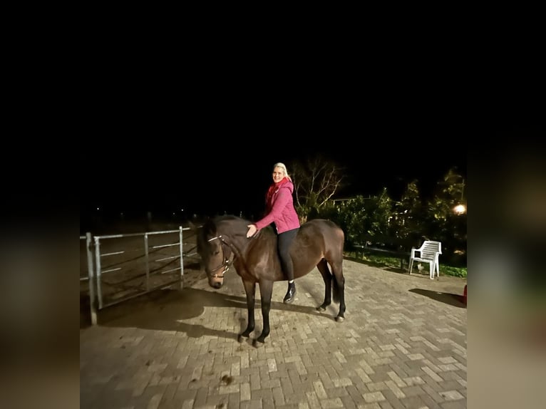 Purosangue irlandese Giumenta 11 Anni 168 cm Baio in Rhede