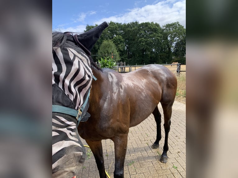 Purosangue irlandese Giumenta 11 Anni 168 cm Baio in Rhede