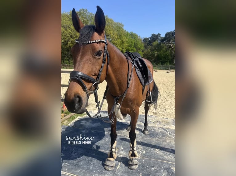 Purosangue irlandese Giumenta 12 Anni 165 cm Baio in Landesbergen