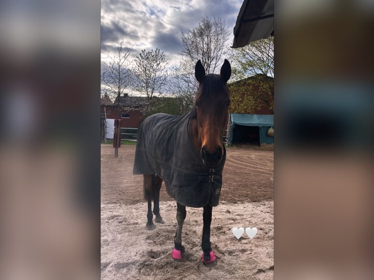 Purosangue irlandese Giumenta 12 Anni 165 cm Baio in Landesbergen