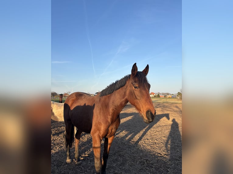 Purosangue irlandese Giumenta 12 Anni 165 cm Baio in Landesbergen