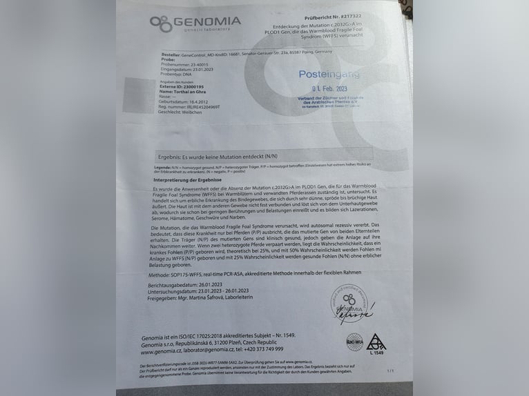 Purosangue irlandese Giumenta 13 Anni 160 cm Baio in Luckau