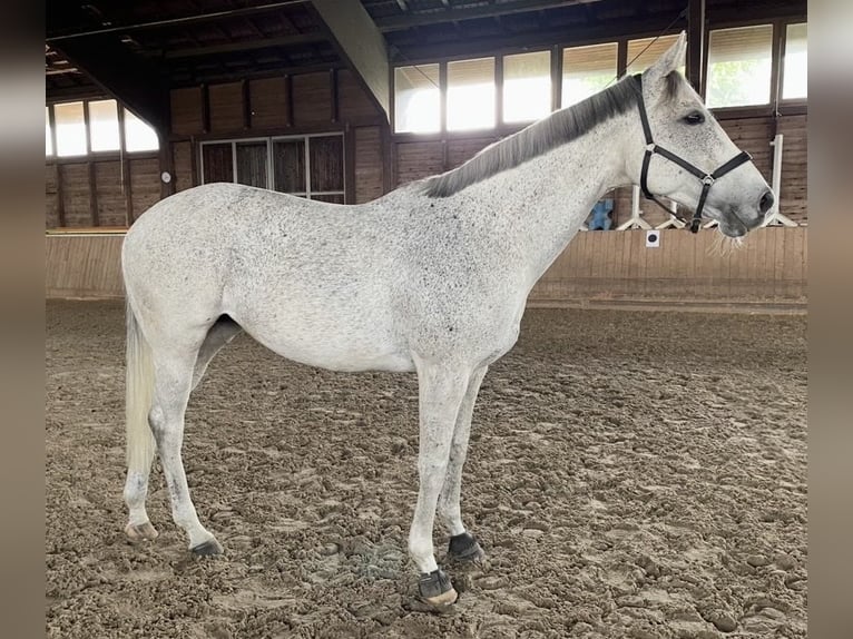 Purosangue irlandese Giumenta 13 Anni 160 cm Grigio in Poxdorf
