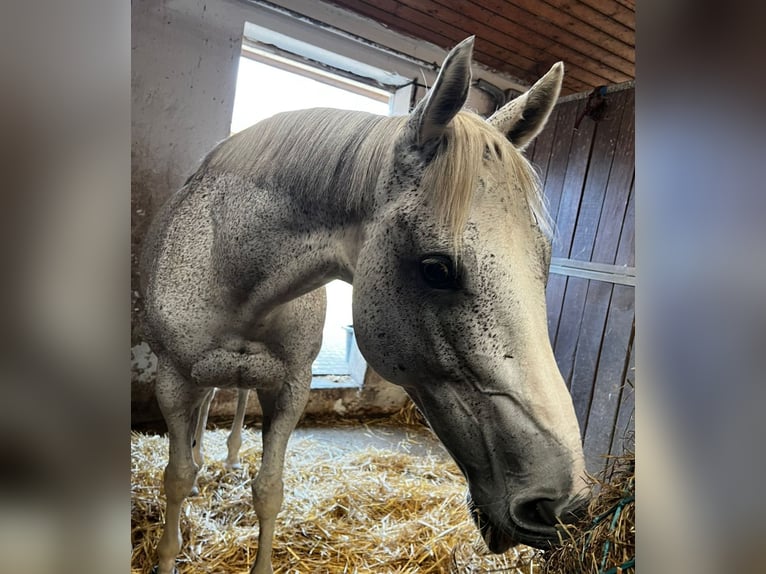 Purosangue irlandese Giumenta 13 Anni 160 cm Grigio in Poxdorf