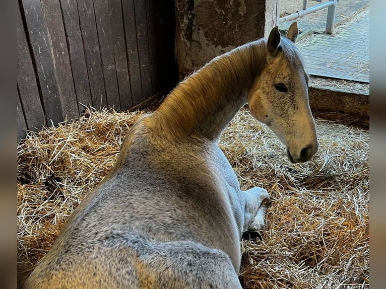 Purosangue irlandese Giumenta 13 Anni 160 cm Grigio in Poxdorf