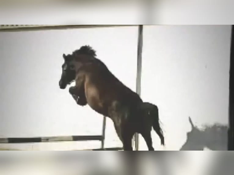 Purosangue irlandese Giumenta 13 Anni 167 cm Baio in Vienenburg