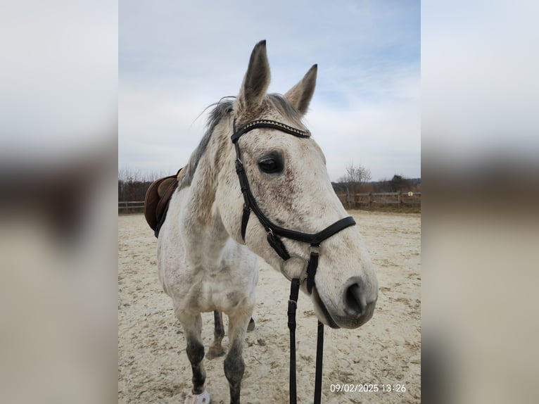 Purosangue irlandese Giumenta 13 Anni 169 cm Grigio pezzato in Radevormwald