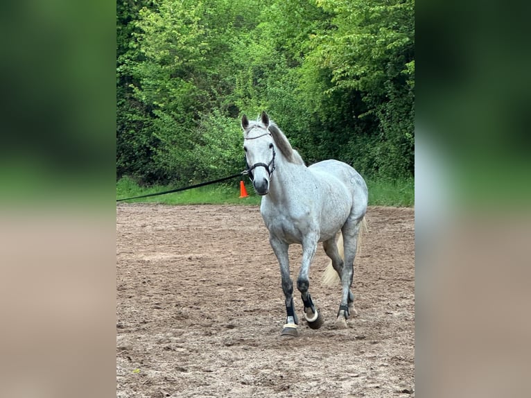 Purosangue irlandese Giumenta 18 Anni 160 cm Grigio pezzato in Altenkirchen