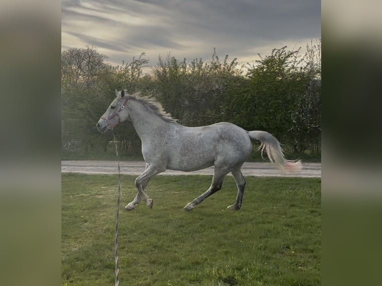 Purosangue irlandese Giumenta 18 Anni 160 cm Grigio pezzato in Altenkirchen