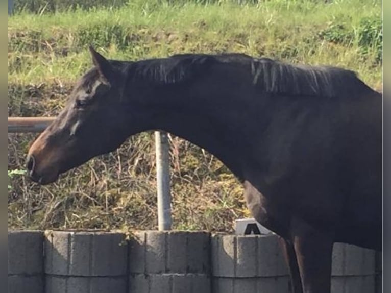 Purosangue irlandese Giumenta 18 Anni 165 cm Baio scuro in Kraichtal