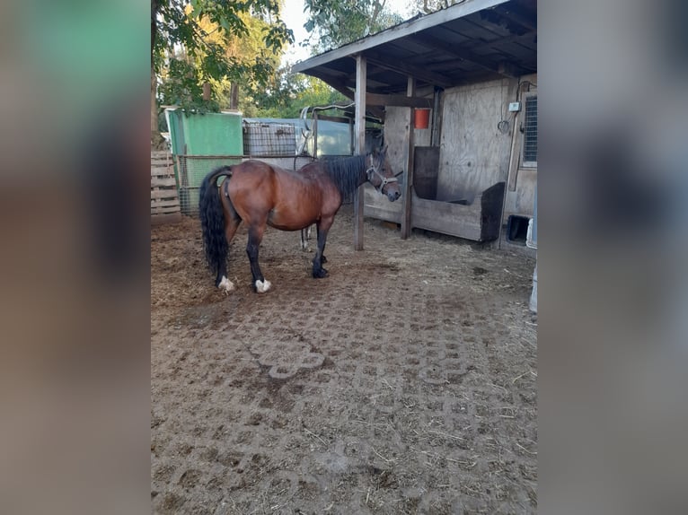 Purosangue irlandese Giumenta 21 Anni 140 cm Baio in Kirchheim