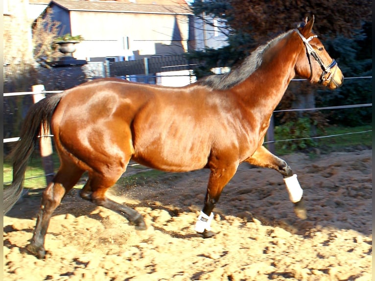 Purosangue irlandese Giumenta 3 Anni 156 cm Baio scuro in Velpke