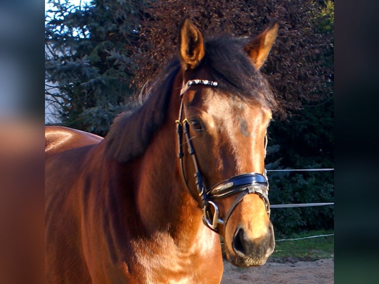 Purosangue irlandese Giumenta 3 Anni 156 cm Baio scuro in Velpke