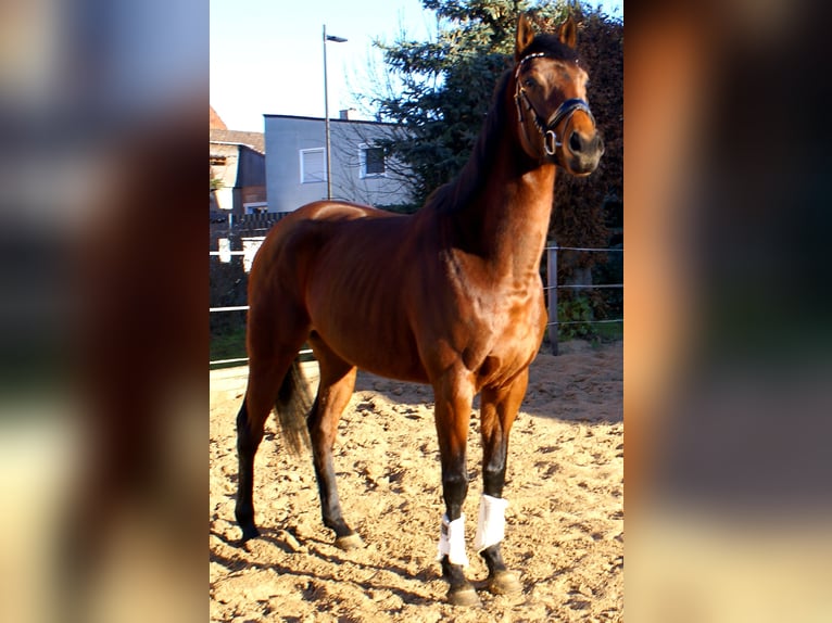 Purosangue irlandese Giumenta 4 Anni 156 cm Baio scuro in Velpke