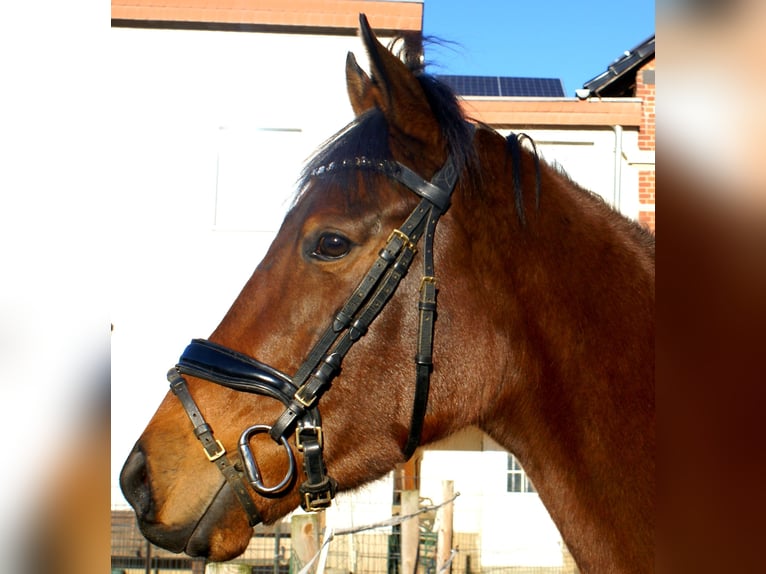 Purosangue irlandese Giumenta 4 Anni 156 cm Baio scuro in Velpke