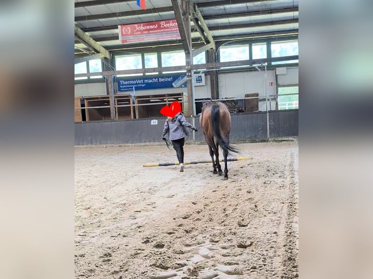Purosangue irlandese Giumenta 4 Anni 158 cm Baio scuro in Bösel