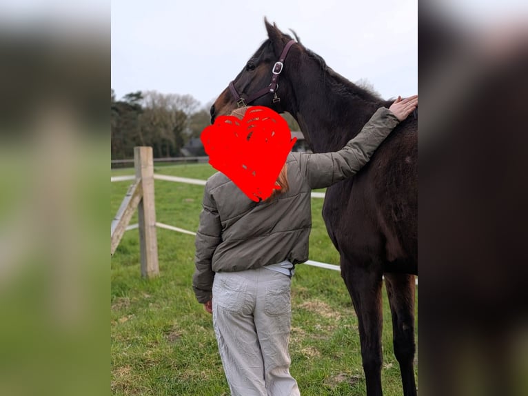 Purosangue irlandese Giumenta 4 Anni 158 cm Baio scuro in Bösel