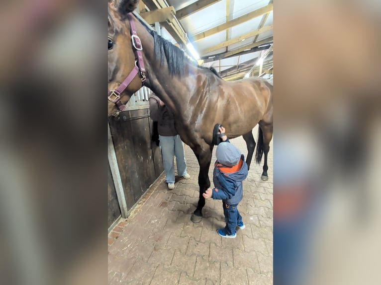 Purosangue irlandese Giumenta 4 Anni 158 cm Baio scuro in Bösel