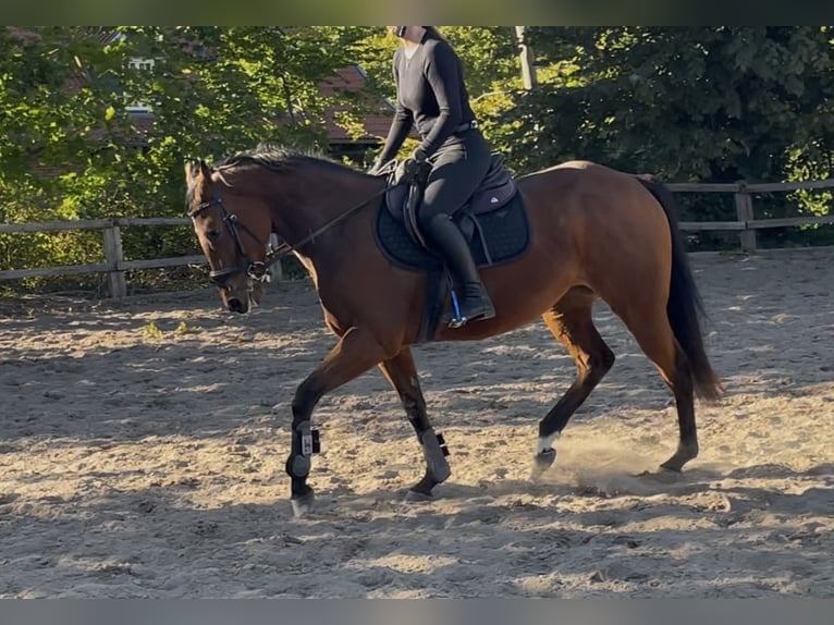 Purosangue irlandese Giumenta 5 Anni 154 cm Baio in Lensahn