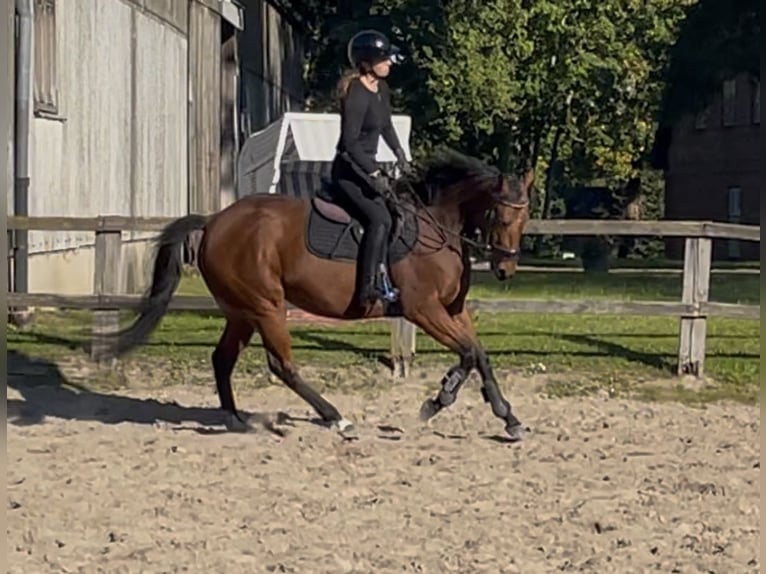 Purosangue irlandese Giumenta 5 Anni 154 cm Baio in Lensahn