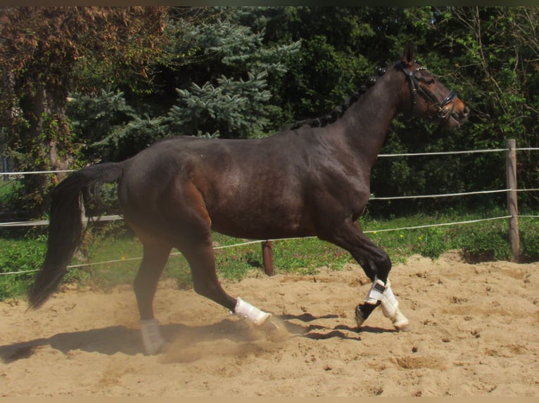 Purosangue irlandese Giumenta 5 Anni 158 cm Baio scuro in Velpke