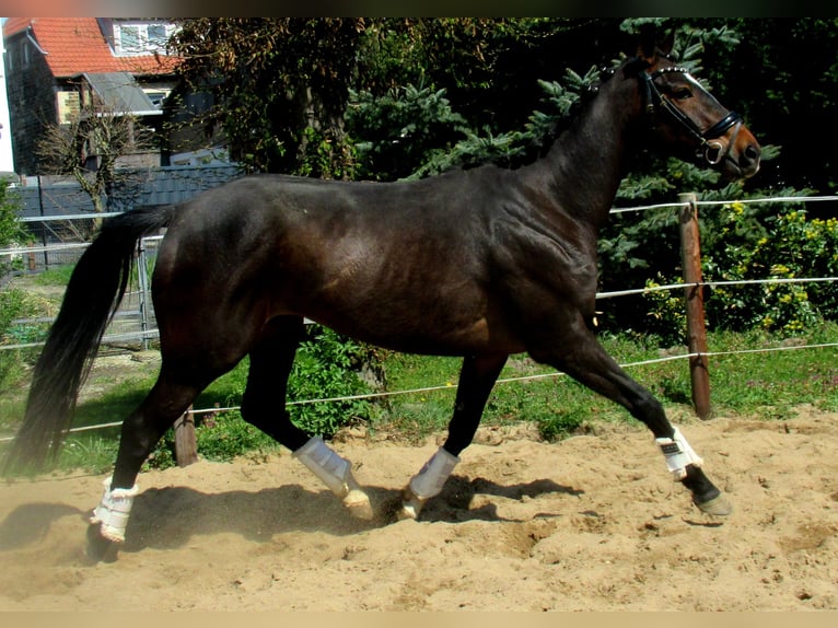 Purosangue irlandese Giumenta 5 Anni 158 cm Baio scuro in Velpke